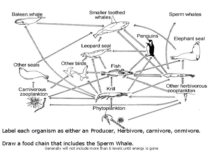 Label each organism as either an Producer, Herbivore, carnivore, onmivore. Draw a food chain