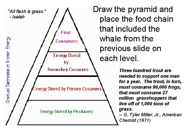 "All flesh is grass. " - Isaiah Draw the pyramid and place the food