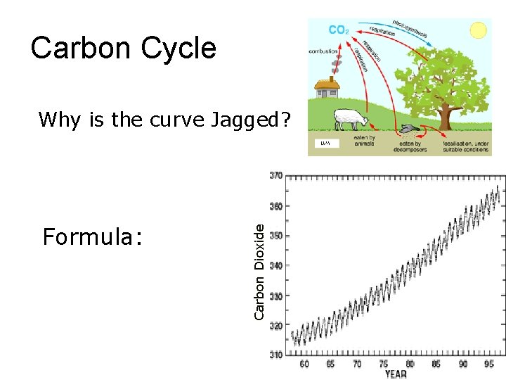 Carbon Cycle Formula: Carbon Dioxide Why is the curve Jagged? 