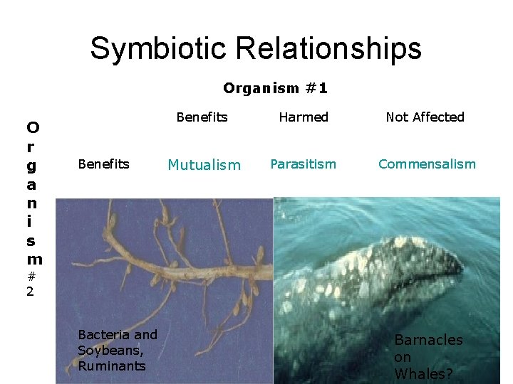 Symbiotic Relationships Organism #1 O r g a n i s m Benefits Harmed