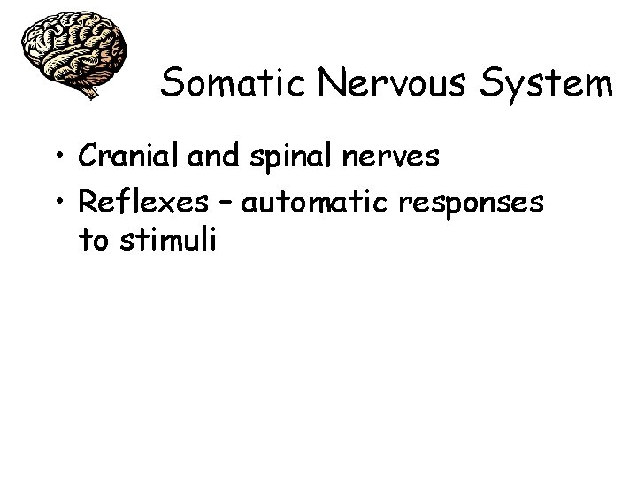 Somatic Nervous System • Cranial and spinal nerves • Reflexes – automatic responses to