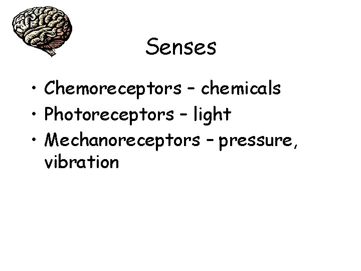 Senses • Chemoreceptors – chemicals • Photoreceptors – light • Mechanoreceptors – pressure, vibration