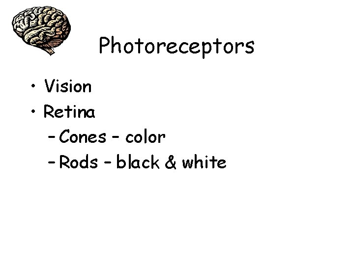 Photoreceptors • Vision • Retina – Cones – color – Rods – black &