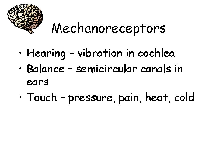 Mechanoreceptors • Hearing – vibration in cochlea • Balance – semicircular canals in ears