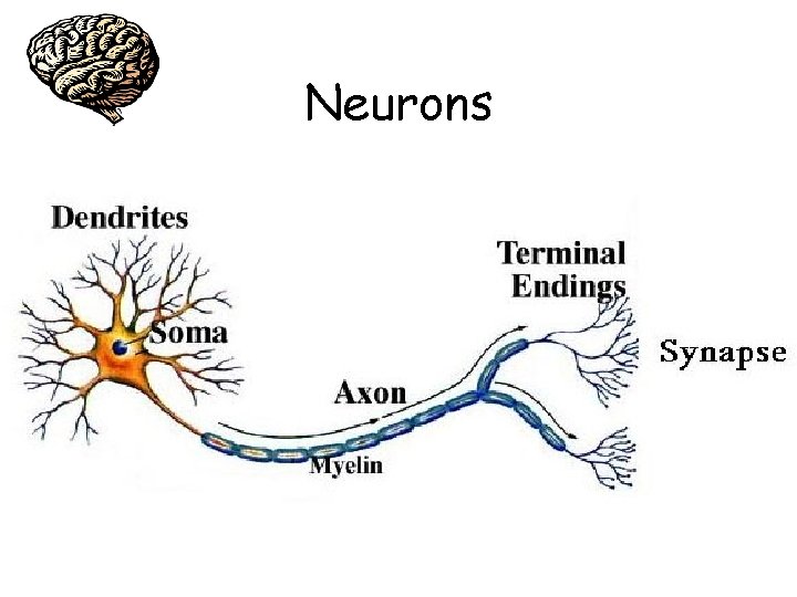 Neurons 