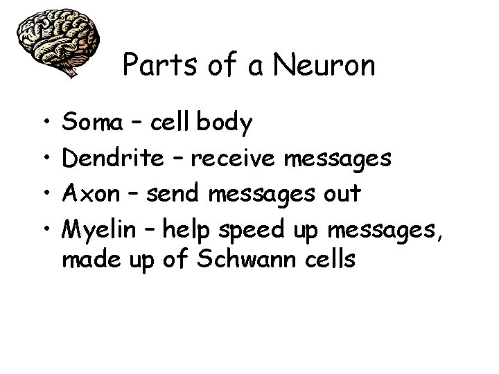 Parts of a Neuron • • Soma – cell body Dendrite – receive messages