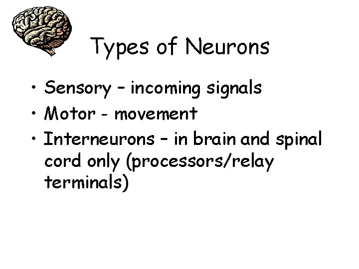 Types of Neurons • Sensory – incoming signals • Motor - movement • Interneurons