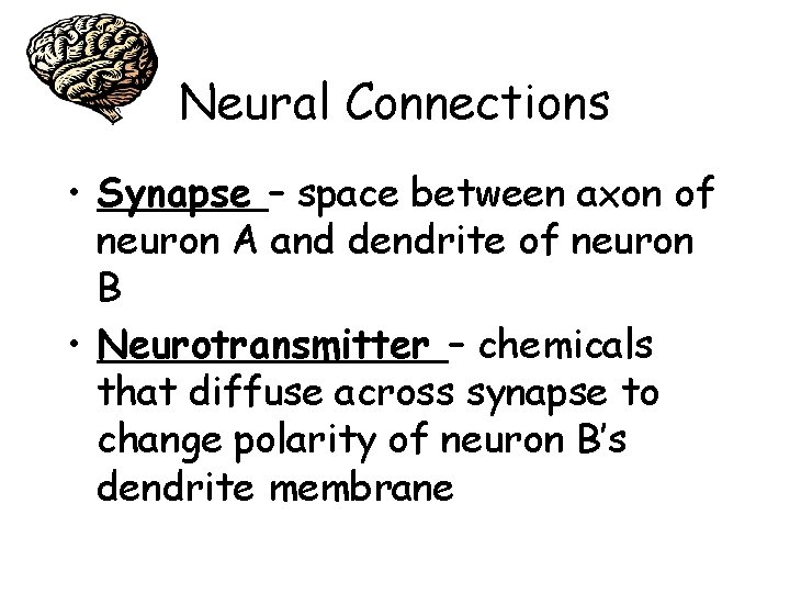 Neural Connections • Synapse – space between axon of neuron A and dendrite of