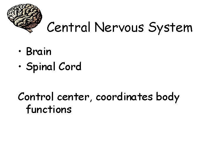 Central Nervous System • Brain • Spinal Cord Control center, coordinates body functions 