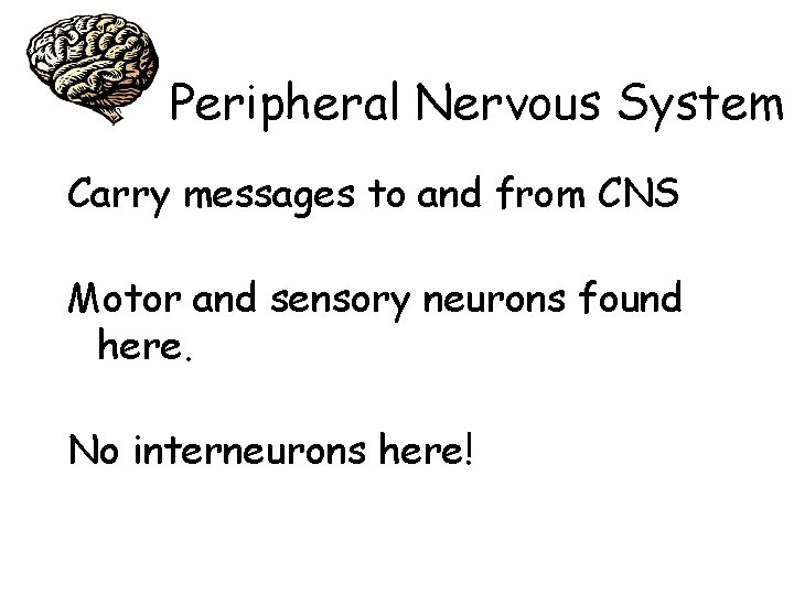 Peripheral Nervous System Carry messages to and from CNS Motor and sensory neurons found