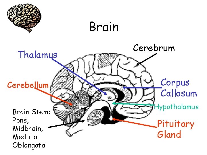 Brain Thalamus Cerebellum Brain Stem: Pons, Midbrain, Medulla Oblongata Cerebrum Corpus Callosum Hypothalamus Pituitary