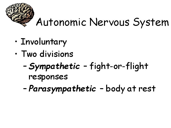 Autonomic Nervous System • Involuntary • Two divisions – Sympathetic – fight-or-flight responses –