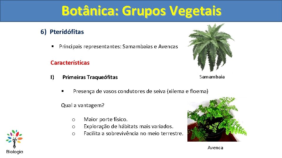 Botânica: Grupos Vegetais 6) Pteridófitas § Principais representantes: Samambaias e Avencas Características I) Primeiras