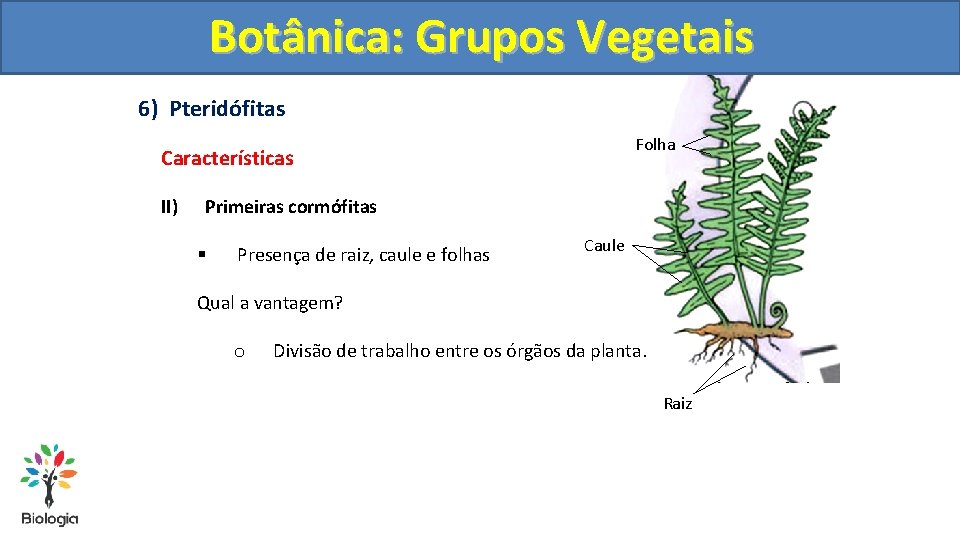 Botânica: Grupos Vegetais 6) Pteridófitas Folha Características II) Primeiras cormófitas § Presença de raiz,