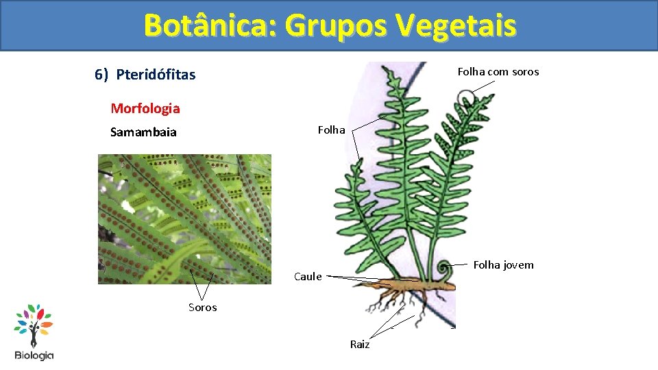 Botânica: Grupos Vegetais 6) Pteridófitas Folha com soros Morfologia Folha Samambaia Folha jovem Caule