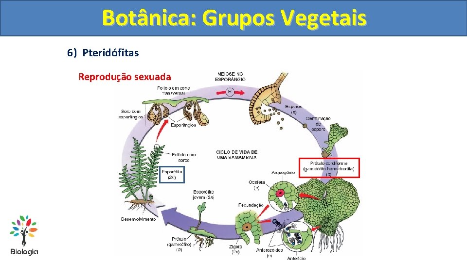 Botânica: Grupos Vegetais 6) Pteridófitas Reprodução sexuada 