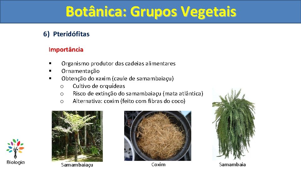 Botânica: Grupos Vegetais 6) Pteridófitas Importância § § § Organismo produtor das cadeias alimentares