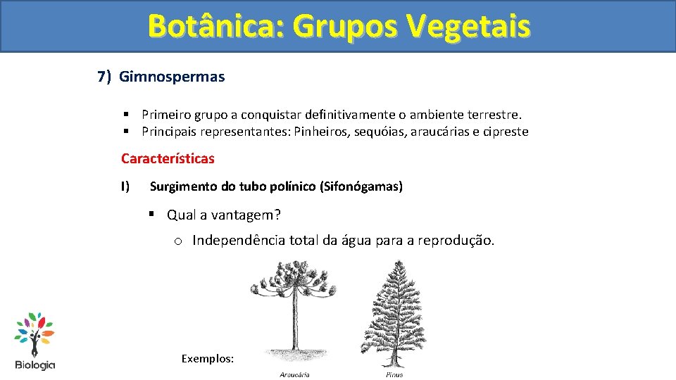 Botânica: Grupos Vegetais 7) Gimnospermas § Primeiro grupo a conquistar definitivamente o ambiente terrestre.