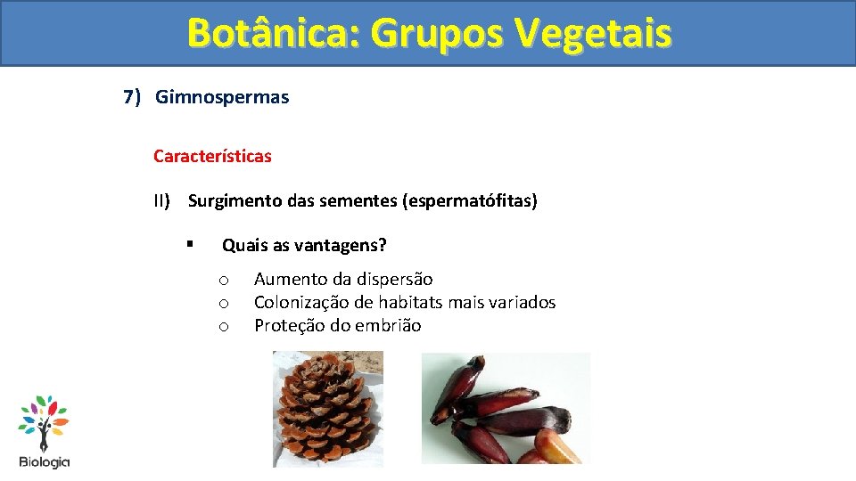 Botânica: Grupos Vegetais 7) Gimnospermas Características II) Surgimento das sementes (espermatófitas) § Quais as