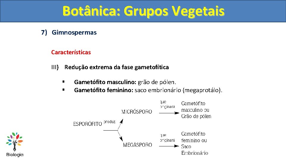 Botânica: Grupos Vegetais 7) Gimnospermas Características III) Redução extrema da fase gametofítica § §