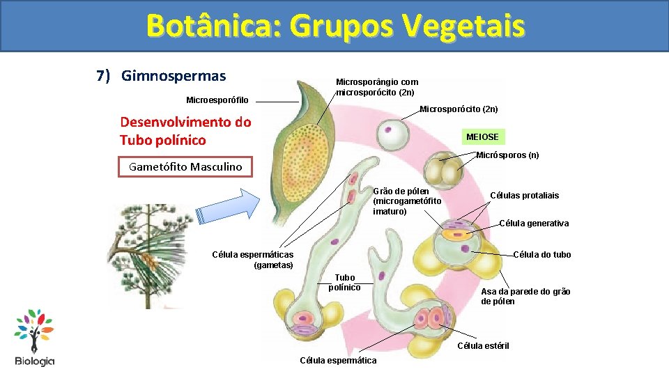 Botânica: Grupos Vegetais 7) Gimnospermas Microesporófilo Microsporângio com microsporócito (2 n) Microsporócito (2 n)