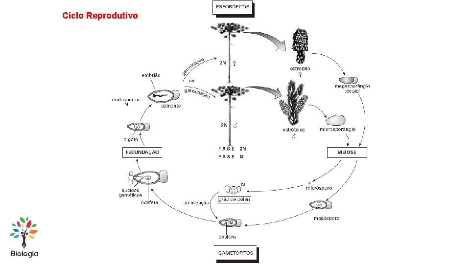 Ciclo Reprodutivo 