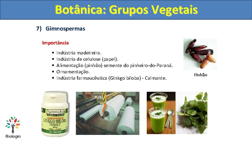 Botânica: Grupos Vegetais 7) Gimnospermas Importância § § § Indústria madeireira. Indústria de celulose