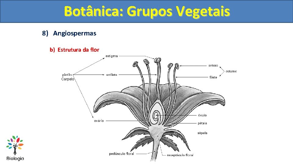 Botânica: Grupos Vegetais 8) Angiospermas b) Estrutura da flor Carpelo 