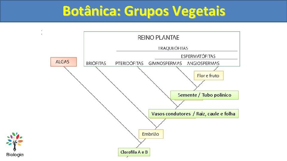 Botânica: Grupos Vegetais 2) Cladograma Semente / Tubo polínico Vasos condutores / Raiz, caule