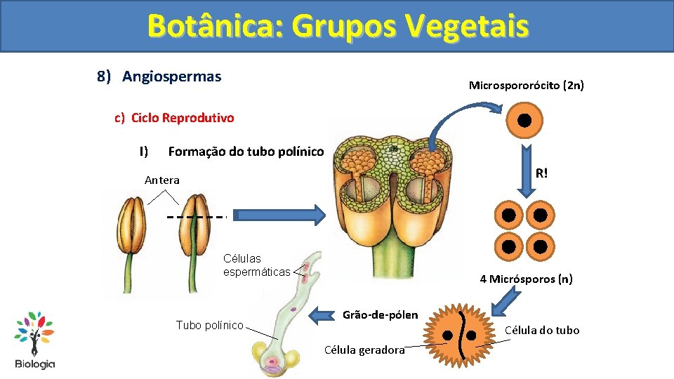 Botânica: Grupos Vegetais 8) Angiospermas Microspororócito (2 n) c) Ciclo Reprodutivo I) Formação do