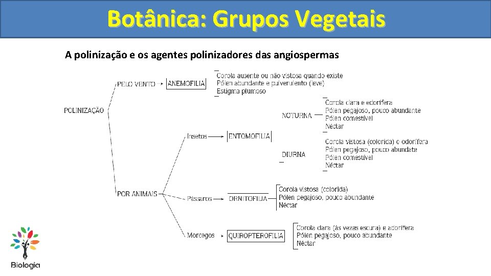 Botânica: Grupos Vegetais A polinização e os agentes polinizadores das angiospermas 