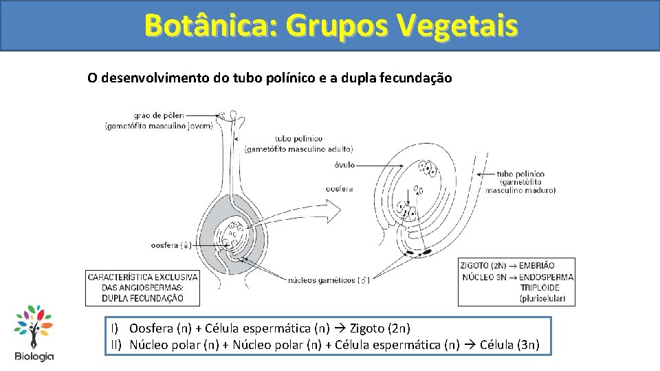 Botânica: Grupos Vegetais O desenvolvimento do tubo polínico e a dupla fecundação I) Oosfera