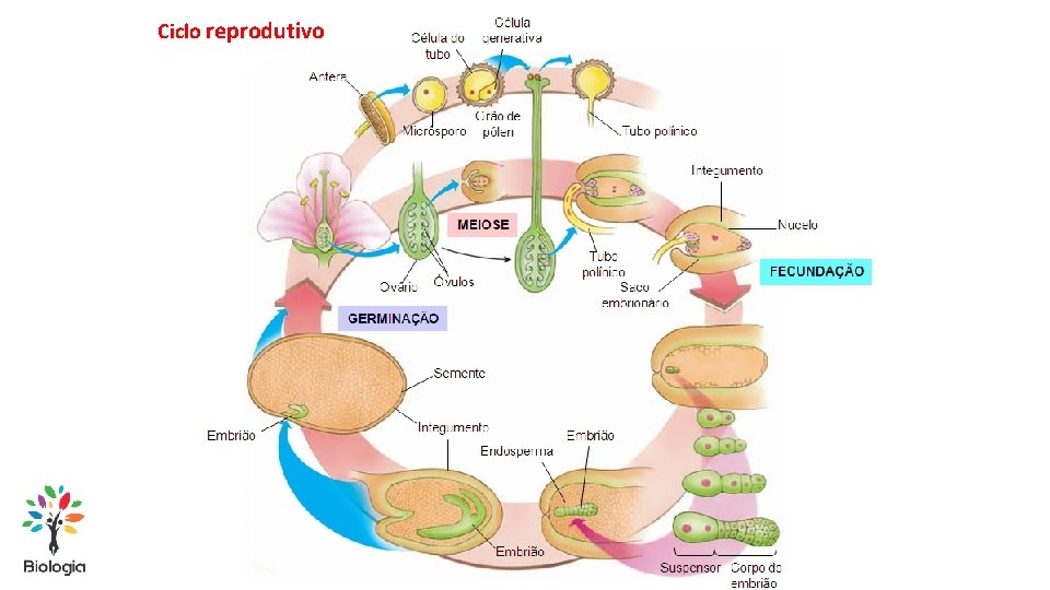 Ciclo reprodutivo 