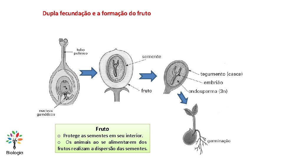 Dupla fecundação e a formação do fruto Fruto o Protege as sementes em seu