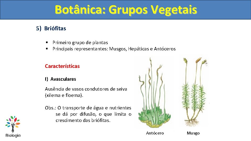 Botânica: Grupos Vegetais 5) Briófitas § Primeiro grupo de plantas § Principais representantes: Musgos,