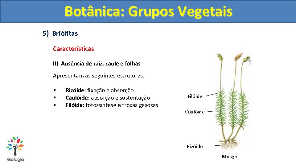 Botânica: Grupos Vegetais 5) Briófitas Características II) Ausência de raiz, caule e folhas Apresentam
