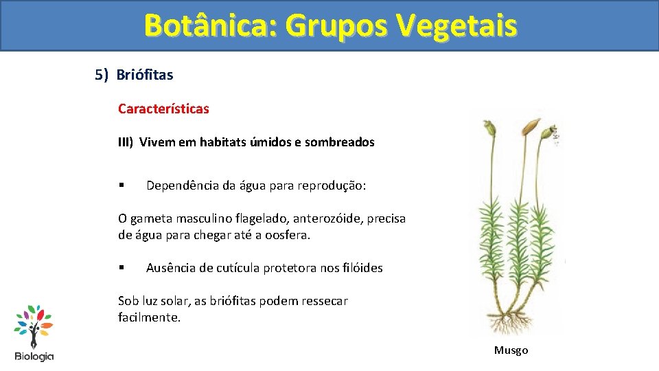 Botânica: Grupos Vegetais 5) Briófitas Características III) Vivem em habitats úmidos e sombreados §