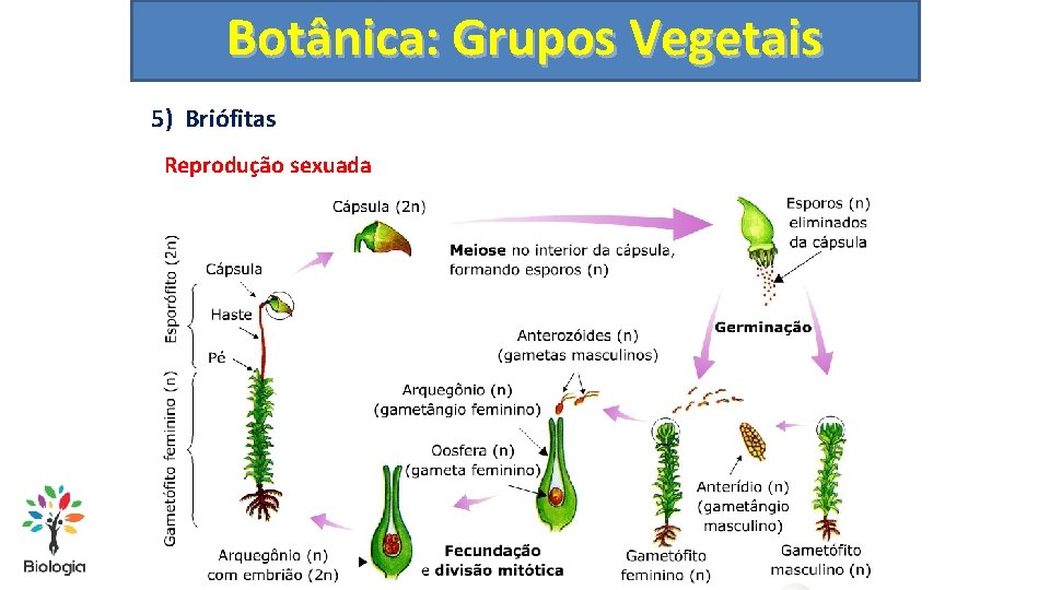 Botânica: Grupos Vegetais 5) Briófitas Reprodução sexuada 