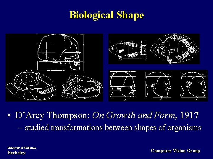 Biological Shape • D’Arcy Thompson: On Growth and Form, 1917 – studied transformations between