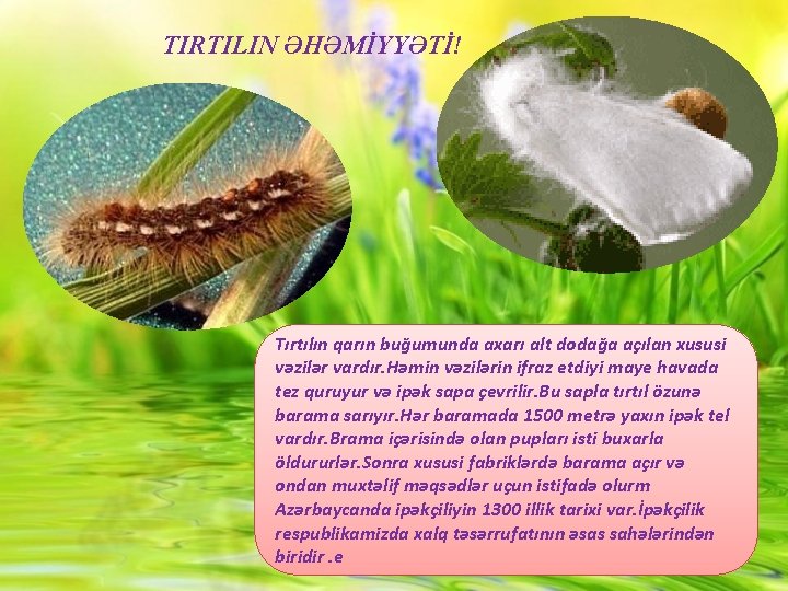 TIRTILIN ƏHƏMİYYƏTİ! Tırtılın qarın buğumunda axarı alt dodağa açılan xususi vəzilər vardır. Həmin vəzilərin