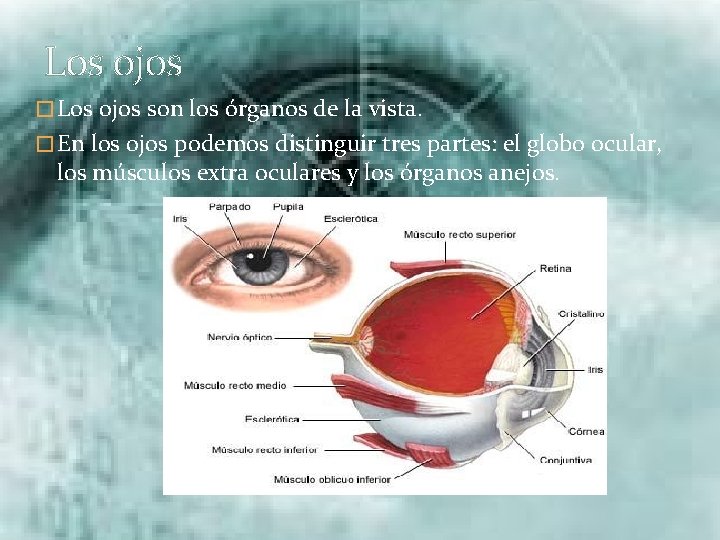 Los ojos � Los ojos son los órganos de la vista. � En los