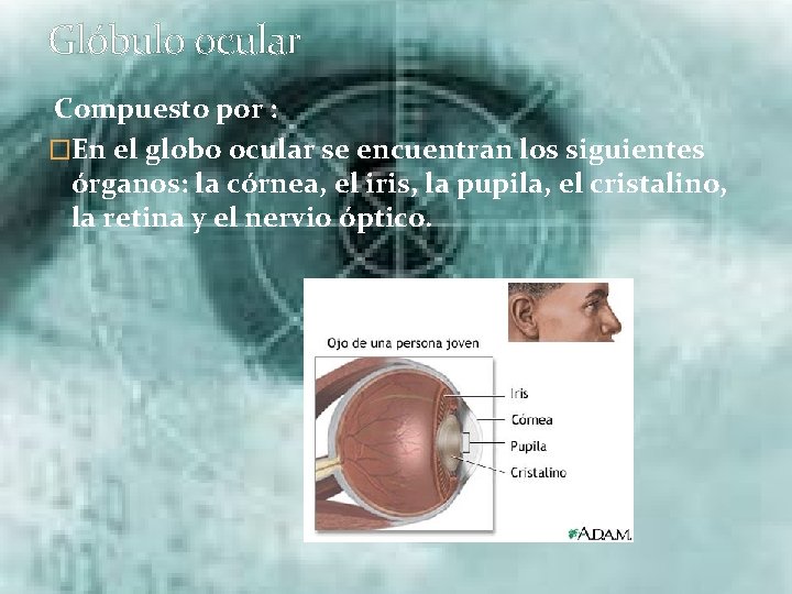 Glóbulo ocular Compuesto por : �En el globo ocular se encuentran los siguientes órganos: