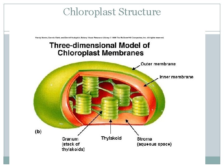 Chloroplast Structure 