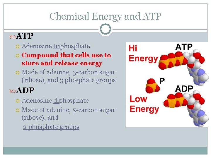 Chemical Energy and ATP Adenosine triphosphate Compound that cells use to store and release