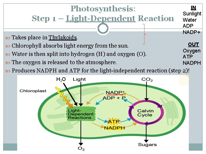 Photosynthesis: Step 1 – Light-Dependent Reaction Takes place in Thylakoids. Chlorophyll absorbs light energy