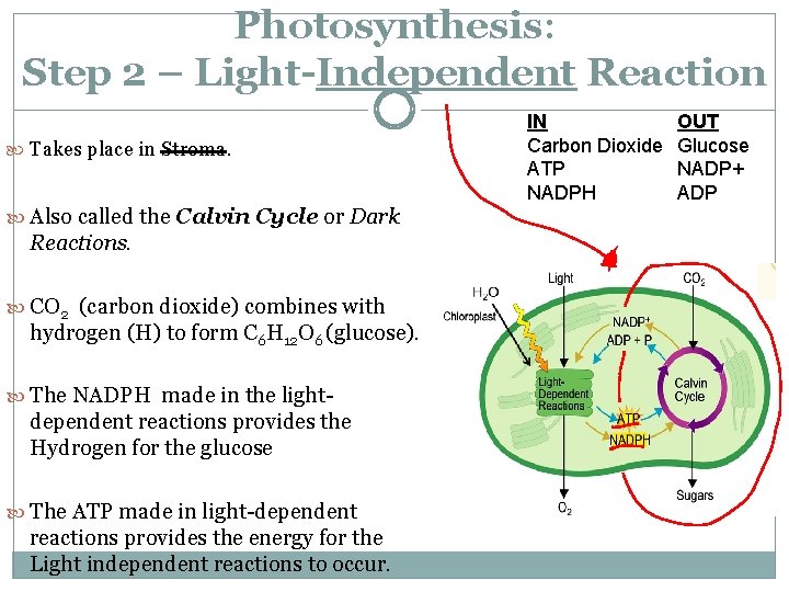 Photosynthesis: Step 2 – Light-Independent Reaction Takes place in Stroma. Also called the Calvin