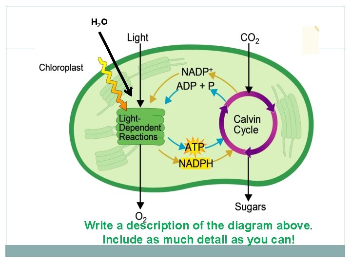 H 2 O Write a description of the diagram above. Include as much detail