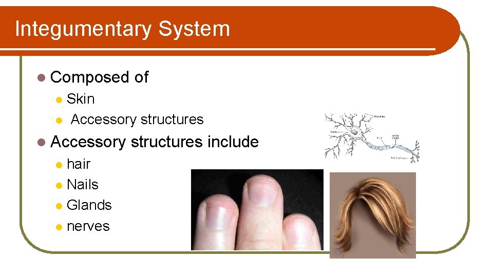 Integumentary System l Composed of Skin l Accessory structures l l Accessory hair l
