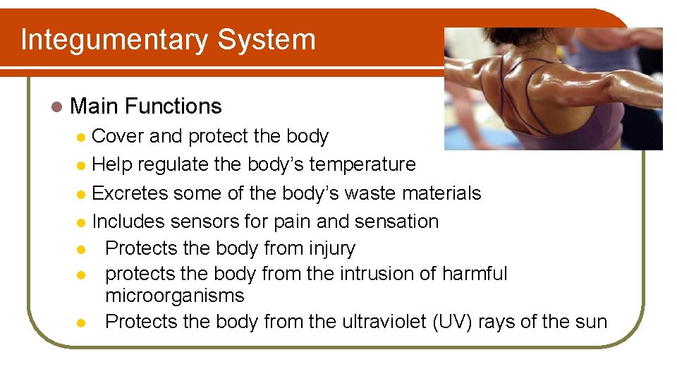Integumentary System l Main Functions Cover and protect the body l Help regulate the