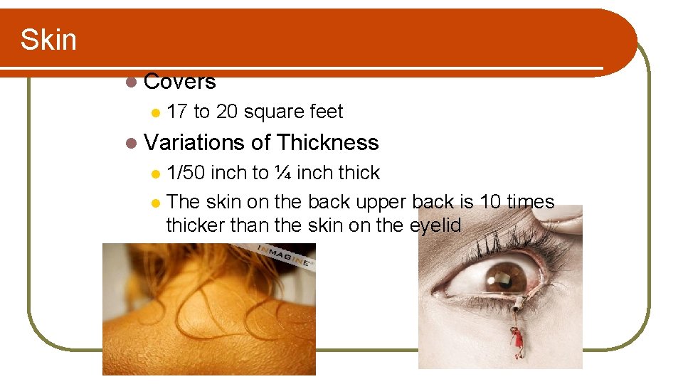 Skin l Covers l 17 to 20 square feet l Variations of Thickness 1/50